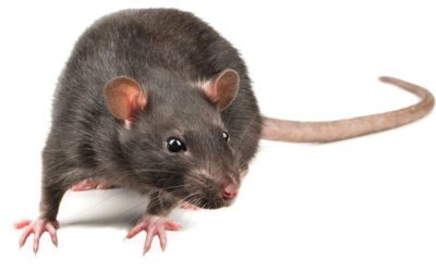 Entrevista COPE La sequía aumenta el número de ratas en Barcelona